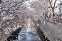 【現地集合】水辺の桜めぐり、目黒川お花見クルーズ