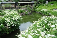  建仁寺塔頭 霊源院の甘茶の庭と両足院の半夏生の庭特別公開