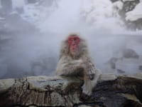 【趣味人倶楽部】かわいいお猿さんが雪見風呂 地獄谷スノーモンキーと小布施散策