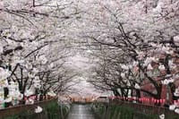 春爛漫！川面から眺める桜 目黒川 貸切お花見クルーズ