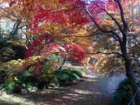 生田緑地で紅葉を楽しもう＆ちょっと廃線跡めぐり