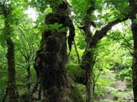 原生林を歩こう〜！芦生の森ガイドツアー