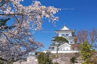 伊賀上野城の桜　＆　伊賀牛ランチ♪