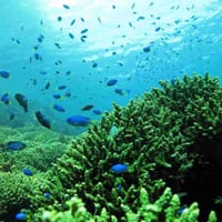 南伊豆中木ヒリゾ浜で熱帯魚と戯れましょう！熱帯魚の一番多い９月の海で癒され楽しみませんか？