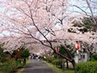 春うらら、木曽川下りでお花見とレンコン料理を満喫しよう。