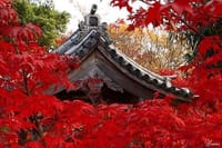 厳島神社・宮島と錦帯橋☆ロマンチック秋散策バスツアー決定