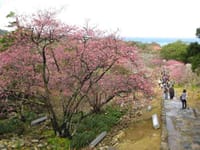 冬の沖縄、桜の世界遺産今帰仁城のドアに入ります＾＾