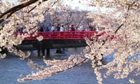 どこでもドアー ｢弘前城観桜会」の扉が開きます。