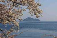 春うららお花見船から海津大崎の桜を撮ろう