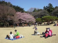 桜を眺めてピクニック