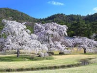 しだれ桜の咲き誇る京都。嵯峨野の平安のお庭