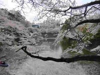 【花見】 千鳥ケ淵の桜を観よう!