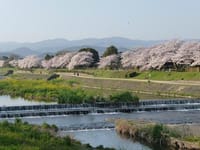 京の花見ウォーク〜賀茂川から哲学の道〜