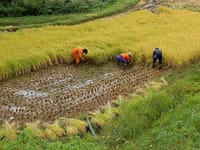 新潟県小千谷市の棚田でコシヒカリの稲刈り支援と飯士山を登る