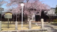 京都桜めぐり2013