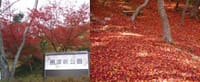 11月２０日に変更　紅葉ウォーキング　1(摂津峡）