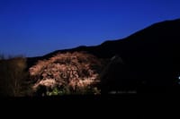 佐賀の夜桜廻り撮影会