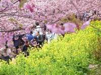 松田の河津桜を見に行こう。