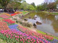 春の花いっぱいの昭和記念公園を歩こう^ ^