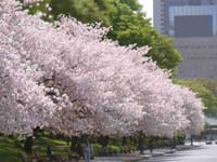 都内の満開の桜を眺めて歩こう＾＾