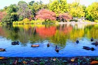 埼玉大宮公園で紅葉の観賞と周辺散策　W-17