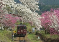 渡瀬渓谷春の散策〜　桜と花桃の競演〜