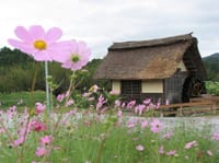 イベント9　曼珠沙華の巾着田と日和田山　〜　1300年の悠久の風を感じて高麗の里を歩こう！
