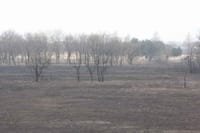 ラムサール条約登録湿地、渡良瀬遊水地の葦焼け跡をサイクリング。