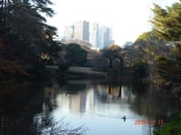 新宿御苑で日向ぼっこと都庁辺りの散策しませんか？