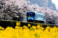 満開の桜と菜の花畑と花電車を満喫しよう。
