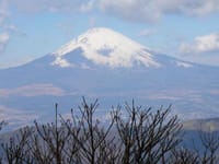 神山（箱根）でイワカガミを観ましょう