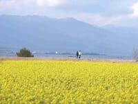 琵琶湖なぎさ公園・菜の花畑