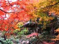 大名庭園六義園の紅葉を撮りに行きましょうo(*^▽^*)o~♪