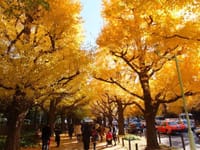 黄葉の銀杏並木を撮りに行きましょうo(^▽^)o　銀杏まつりも♪・・神宮外苑・・