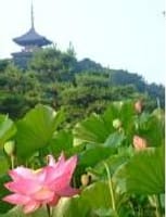 蓮の花と睡蓮＆三重塔などの古建築物を撮りに行きましょうo(^▽^)o・・三渓園・・