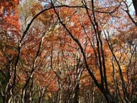 鎌倉獅子舞の谷の紅葉を撮りに行きましょうo(^▽^)o