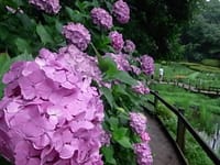 雨の似合う花♪紫陽花を撮りに行きましょうo(^▽^)o・・薬師池公園♪