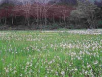 親海（およみ）湿原・姫川源流、春の花旅！