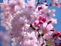 ★☆★桜並木のそぞろ歩きと下北沢で昼さがりの一杯★☆★