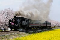 【栃カメ】真岡鉄道SL と桜　春を撮ろう！