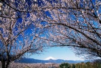 曽我丘陵と小田原梅祭<町中が梅林☆富士の景色と35,000本の白梅の香り>