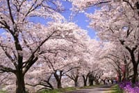 桜の道のハイキング<弘法山公園>