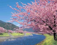 今年も　初春の伊豆スカイラインを通って、河津桜、吊るし雛等の景色を楽しみましょう。