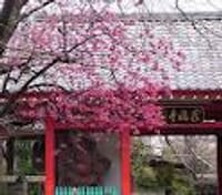 １１７回：枝垂れ桜が美しい小京都「谷中・ひぐらしの里散歩」・・平日散歩