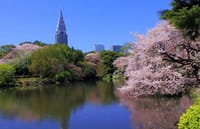 日本の花、桜・桜・桜を楽しもう会