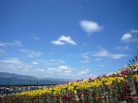 大阪湾に咲く200万本輪〜海と百合の花との競演　（新名称）