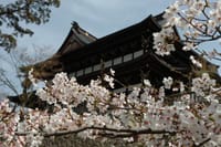 関善光寺と長良川鉄道の桜