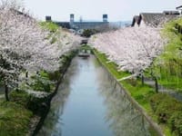 伏見酒蔵〜十石船で桜見物♪〜
