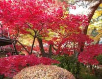 千葉県松戸市の本土寺で紅葉を楽しみましょう