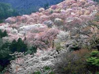 ◆◇◆〜吉野千本桜と京都・奈良世界遺産のさくら紀行〜◇◆〜